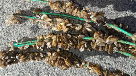 The language comes from where the people is coming from. Zebra Mussels - here they come - Iowa Great Lakes Association
