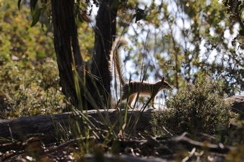 Yawning Numbat Video Could Help Save One Of Australias Rarest