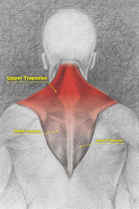 Upper, middle, and lower groups. Miserable Muscle Number Two - The Upper Trapezius, The ...