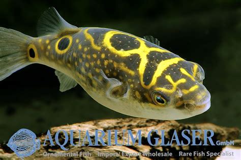 It is known from the lower reaches of the mekong. Dichotomyctere ocellatus (formerly: Tetraodon biocellatus ...