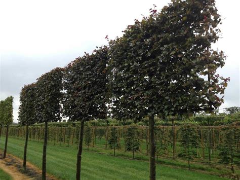 Pleached Copper Beech Photo Courtesy Of Instant Hedges — Sublime Garden