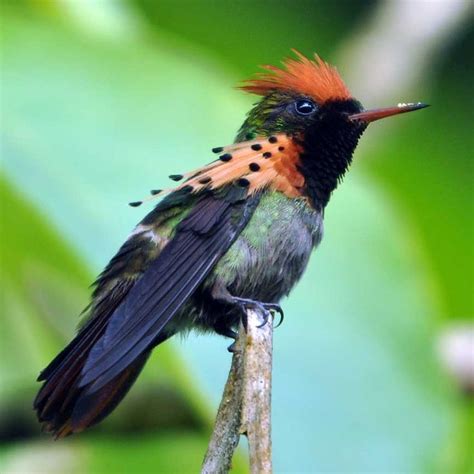 Pin By Vicki Flores On Hummingbirds Pinterest
