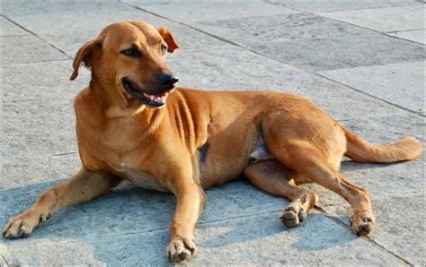 Top 10 Indian Dog Breeds With Pictures My Pet Approves