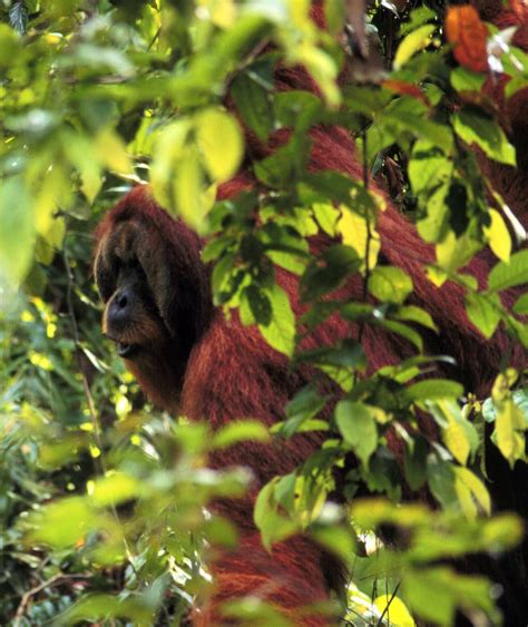 Male Orangutans Found To Share Travel Plans The New York Times