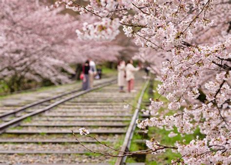 Kyoto Cherry Blossom Guide 2024 Top 10 Spots To See Sakura And Dates To