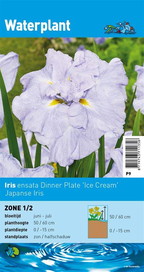 Iris Ensata Dinner Plate Ice Cream Iris Japonais 6 00