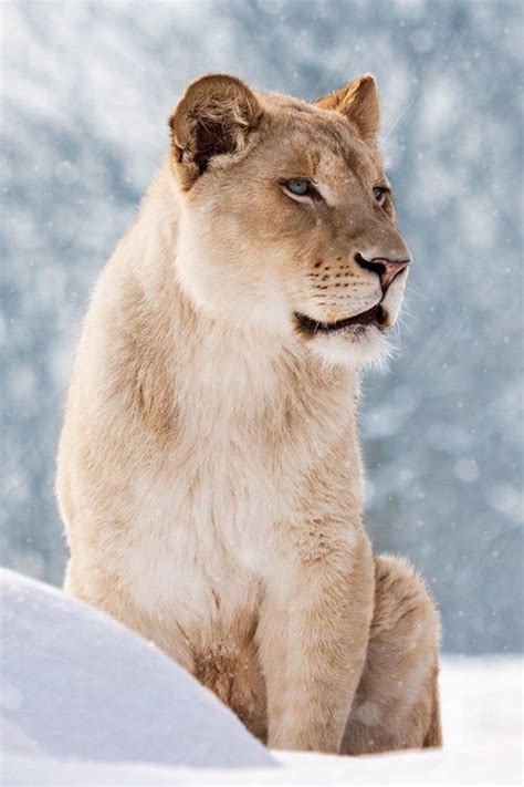 Snow Lion By Tetyana Kovyrina Animals Pinterest