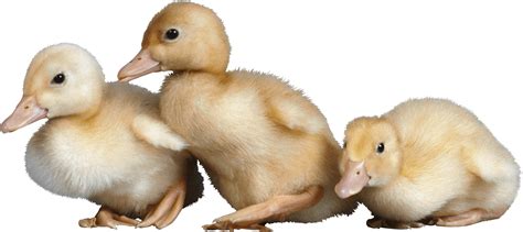 Download 3 Little Cute Ducklings Png Image For Free