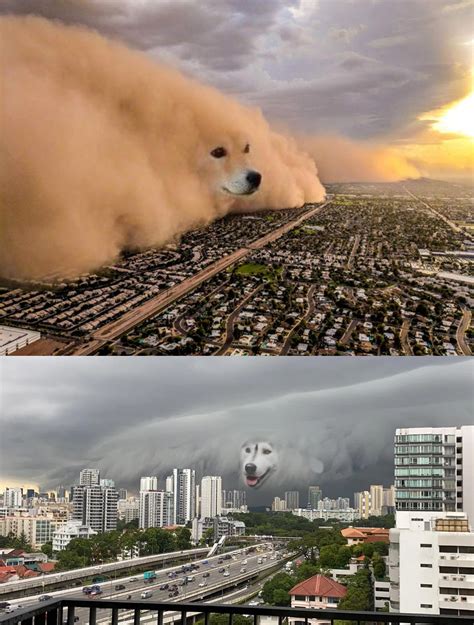 Doge Sandstorm Blank Template Imgflip