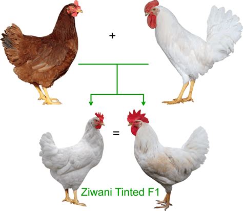Fifth day farms, an npip certified hatchery, began in 2008 to handle the hatching of the khaki campbell and white muscovy ducks, originally. Tinted - Ziwani Poultry