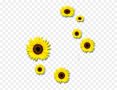 Download Common Sunflower Euclidean Vector Clip Art Sunflower Png