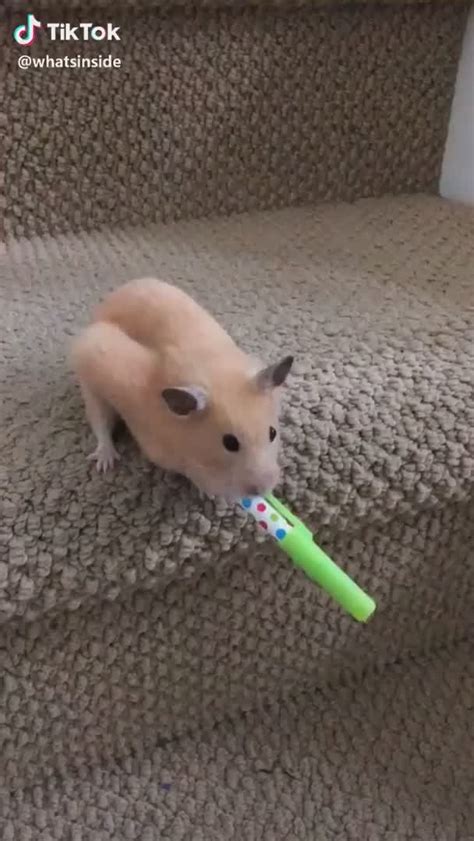 Tiktok Hamster Pfp Funny Pfp Hamster Pictures Of The Day 24 July