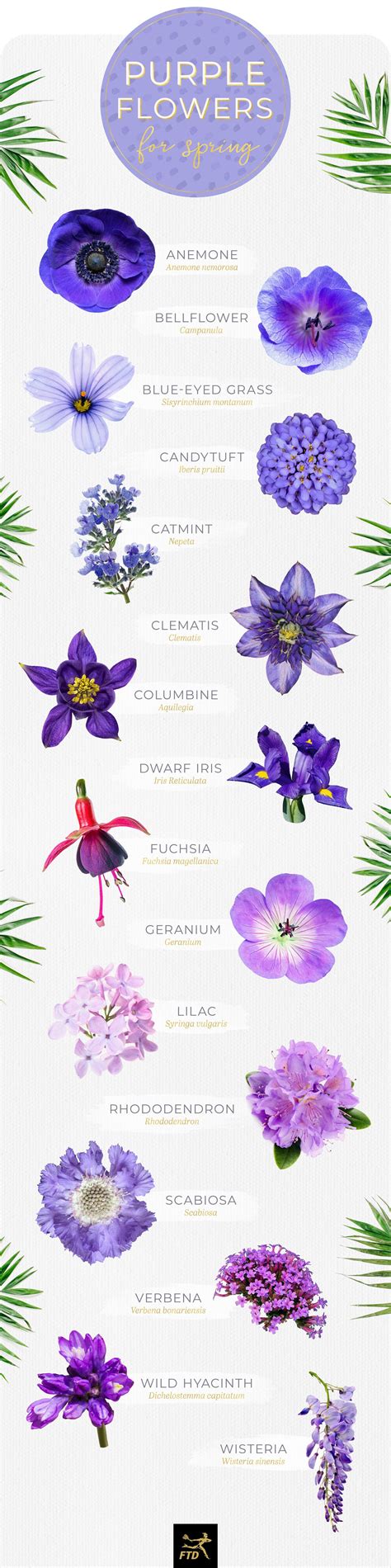 Types Of Purple Flowers With Names Sschool Age Activities For Daycare