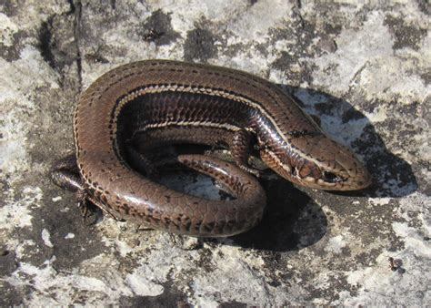 Southern Coal Skink Chilling In Missouri One Of My Favorite Lizards