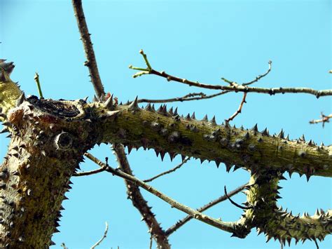 Kapok Tree Branches Showing Thorns This Is A Branch Of
