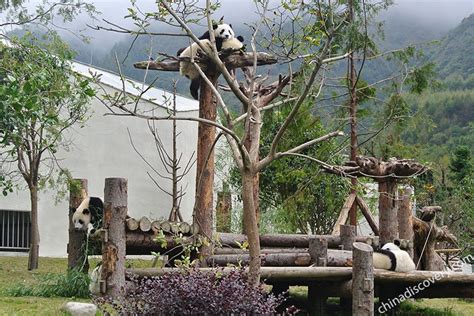 Wolong Panda Reserve Shenshuping Panda Base