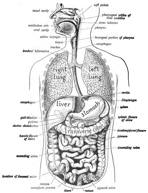 Human Digestive System Wikipedia