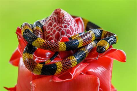 Learn How To Find And Identify A Coral Snake Look Alike Kidadl