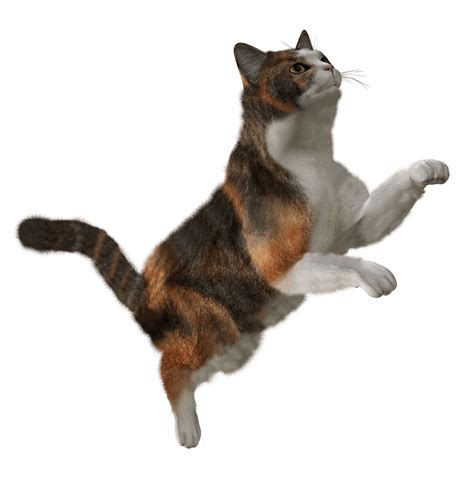 Cat Png Transparent Image Download Size 1490x1520px