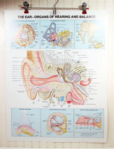 Ear Anatomy Poster