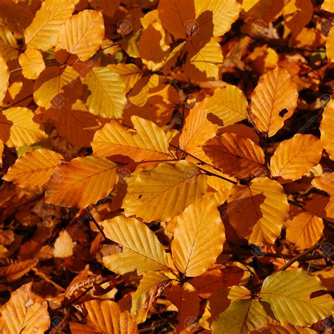 Fagus Sylvatica Common Beech Bare Root Hedge Green Hedging Tree