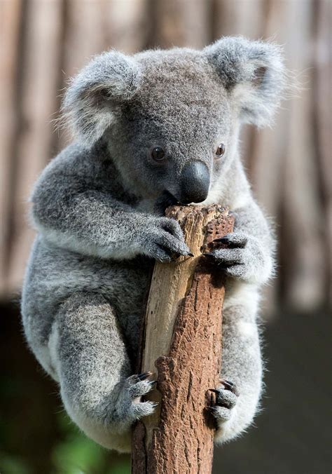 Koala Baby World Photography Image Galleries By Aike M Voelker