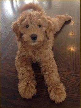 In general, puppies can receive injectable bordetella (kennel cough) vaccines between 6 and 8 weeks of age and booster shots when they're 10 to 12. Goldendoodle, Gilbert o'sullivan and Phoenix on Pinterest