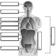 Lower leg muscle diagram blank. blank anatomical position worksheet | Work ideas | Pinterest | Worksheets