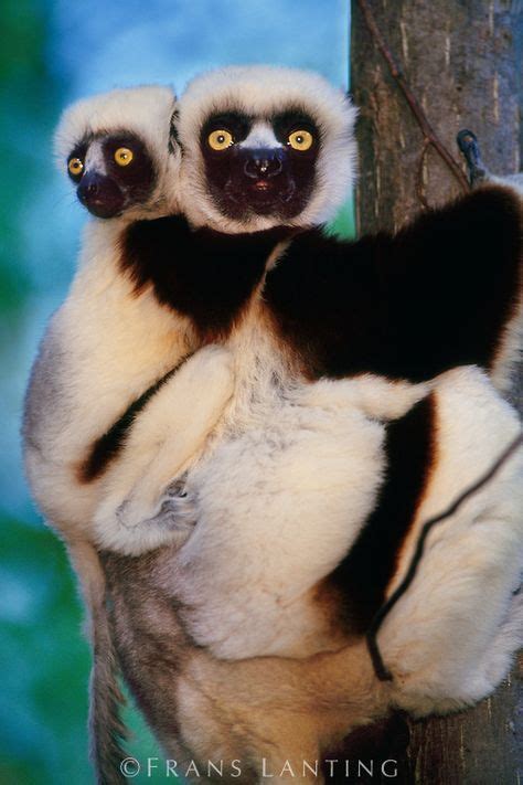 20 Lemurs Lorises Ideas Primates Animals Wild Slow Loris