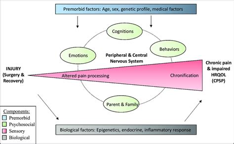 Conceptual Model Of Biopsychosocial Mechanisms Of Transition From Acute