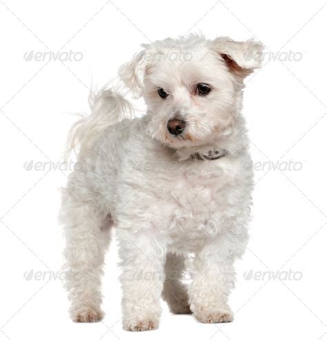 Maltese 8 Years Old Standing In Front Of White Background Stock Photo