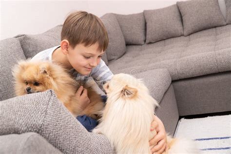 Boy Plays With Dogs At Home Cute Child Playing And Hugging Loving Dogs