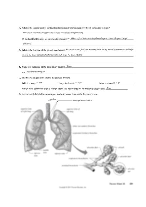 SOLUTION Exercise 36 Anatomy Of The Respiratory System Studypool