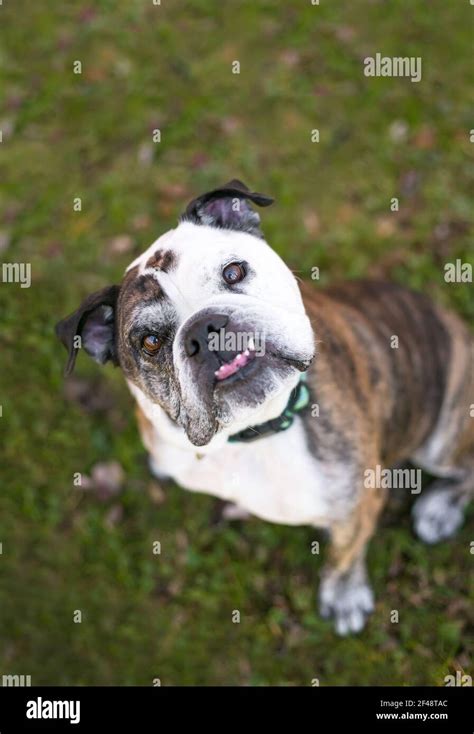 A Purebred English Bulldog With An Underbite Sitting Outdoors And