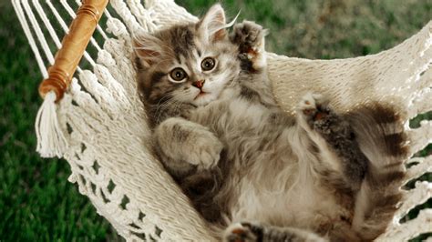 Kittens Hd Wallpaper Wallpaper High Definition High