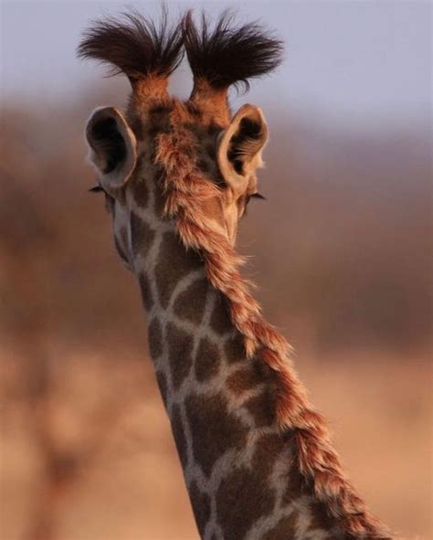 This Is So Adorable Giraffes ️ Giraffeappreciation On Instagram