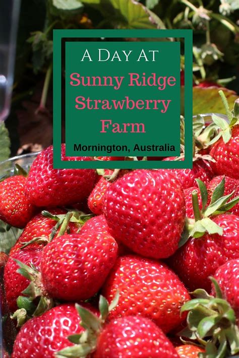 Picking Strawberries At Sunny Ridge Strawberry Farm
