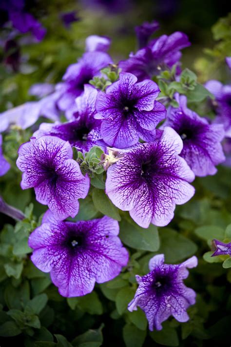 The 15 Best Annual Flowers You Need To Plant In Your Yard Annual
