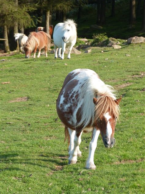 Pony Pastures Ponies Free Photo On Pixabay Pixabay