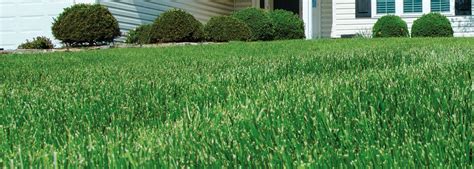 Best Time To Fertilize Your Lawn How Often You Should Apply Fertilizer