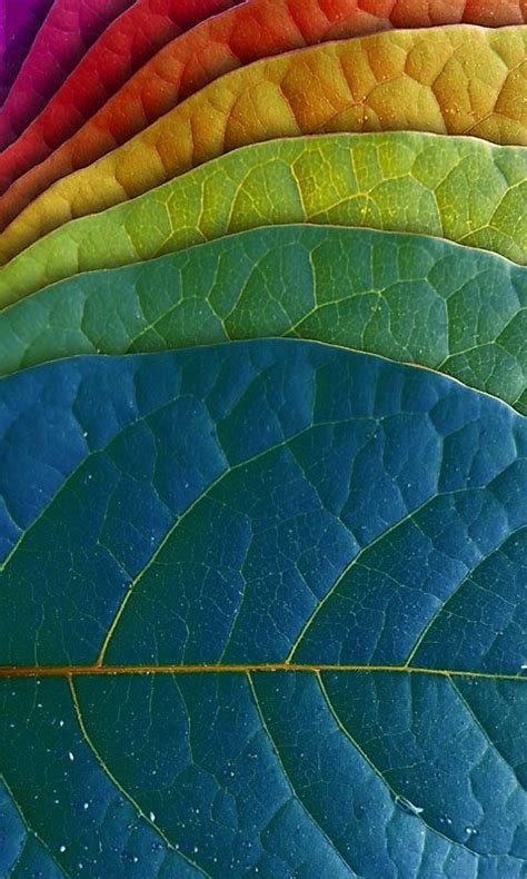 Download 480x800 Coloured Leaves Cell Phone Wallpaper