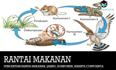 Sawah merupakan ekosistem buatan yang terdiri dari organisme yang. Pengertian Rantai Makanan, Jaring, Komponen, beserta Contoh