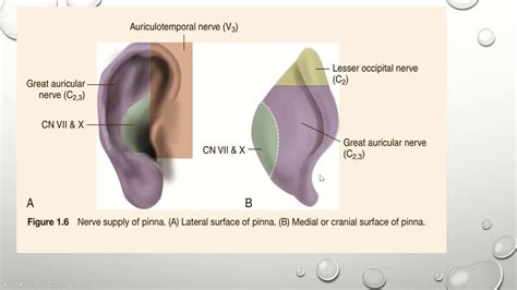Anatomy Of External Ear Ent Youtube