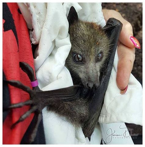 Baby Flying Fox Bat In Rehab Fox Bat Fruit Bat Baby Bats