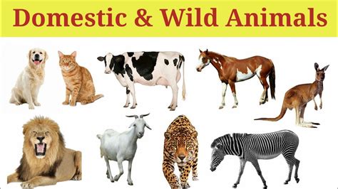 Domestic Animals Name And Wild Animals Name Youtube Water Animals