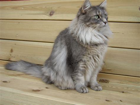 Noorse Boskat Siberian Cat Norwegian Forest Cat Vossen Maine Coon