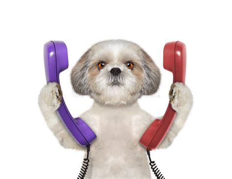 Dog Keeps Phone And Frame Stock Image Image Of Cable 73678839