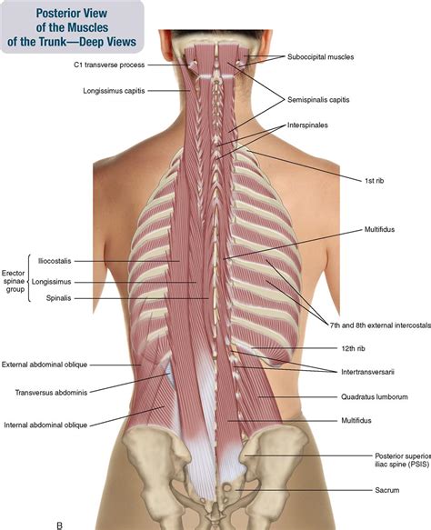 Muscles Of The Spine And Rib Cage Musculoskeletal Key