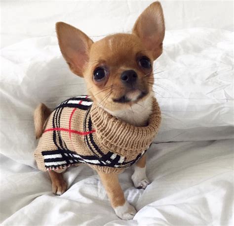 Cute Tiny Adorable Chihuahua Wearing A Turtle Neck ️ ️ ️ Teacup