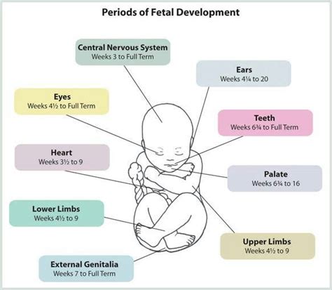 Periods Of Fetal Development Chart Gestational Weeks That Correlate